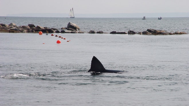 Great White Shark off Cape Cod.jpg